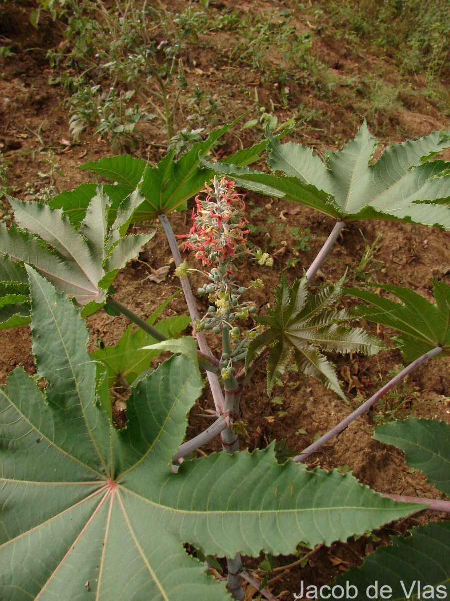 Ricinus communis L.